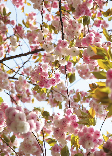 Papier peint Tokyo Flower